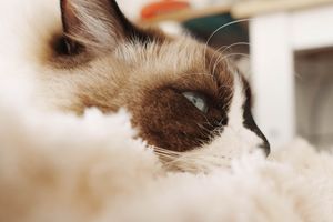 A calming portrait of a Ragdoll cat resting indoors on a plush blanket.