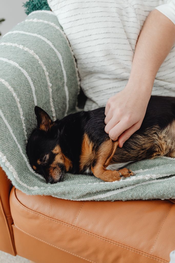 A Chihuahua enjoys a nap on a striped blanket while being lovingly petted indoors.