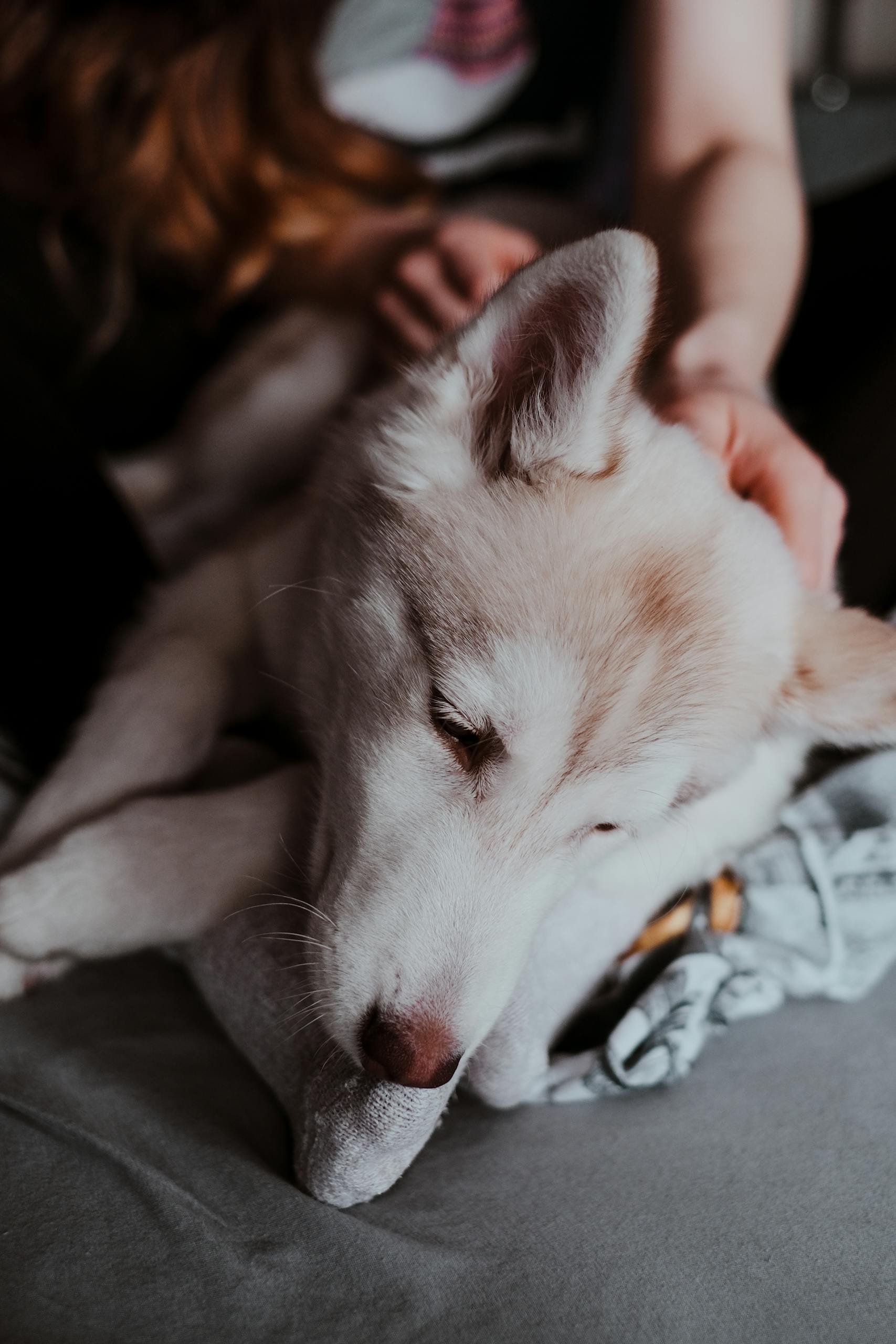 A close-up of a Siberian Husky puppy being affectionately cuddled by a person indoors, symbolizing companionship.