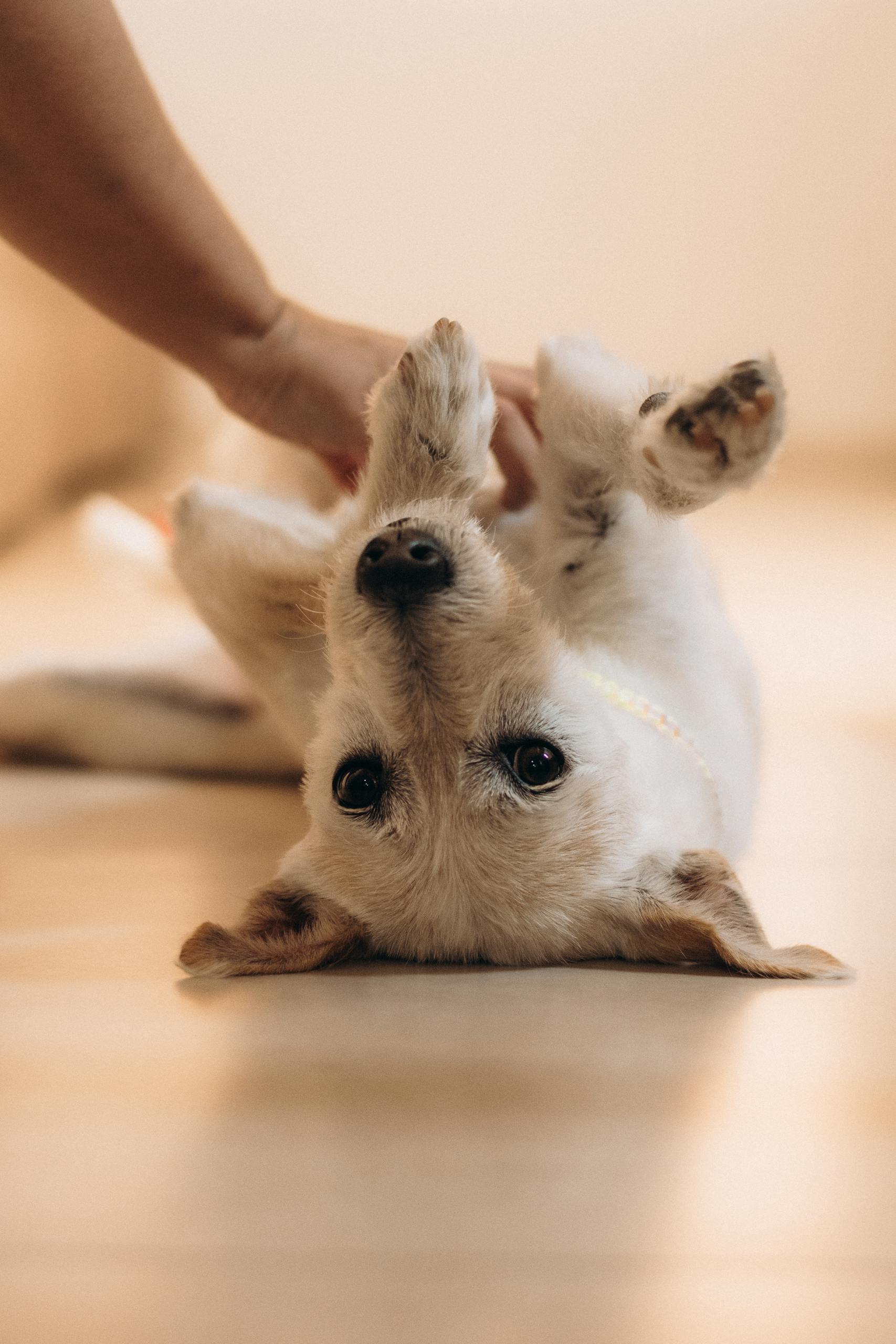 A cute dog lying upside down receiving a gentle belly rub indoors.