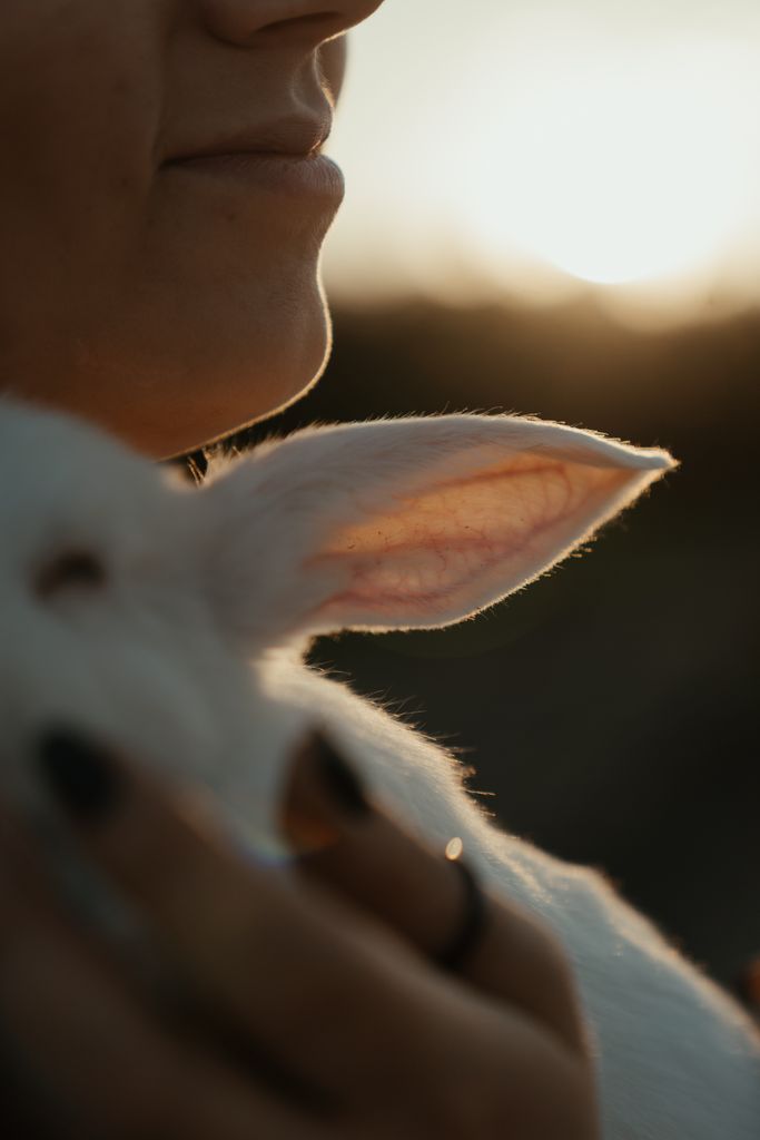 A person gently holding a white rabbit at sunset, evoking serenity and warmth.