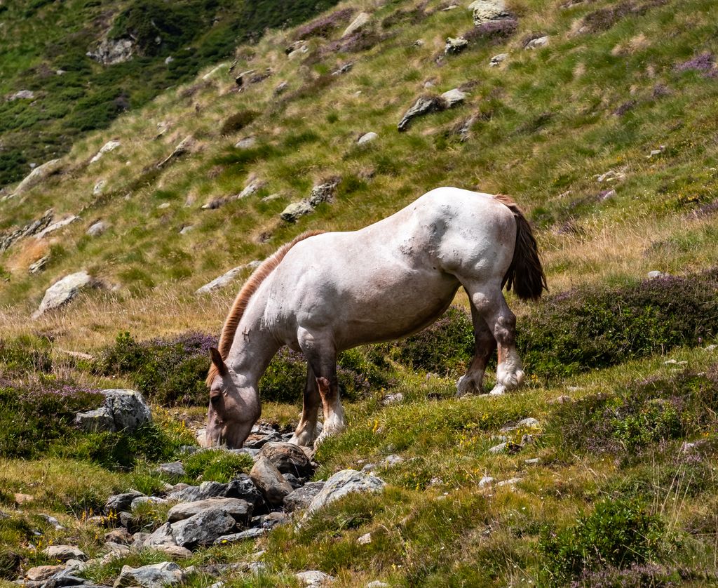 A white horse grazing in a lush mountain landscape, surrounded by rocks and green grass.