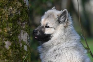 Adorable Keeshond dog close-up with fluffy fur beside a mossy tree trunk outdoors.