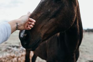 Close-up of a hand gently touching a horse's nose in a natural setting.