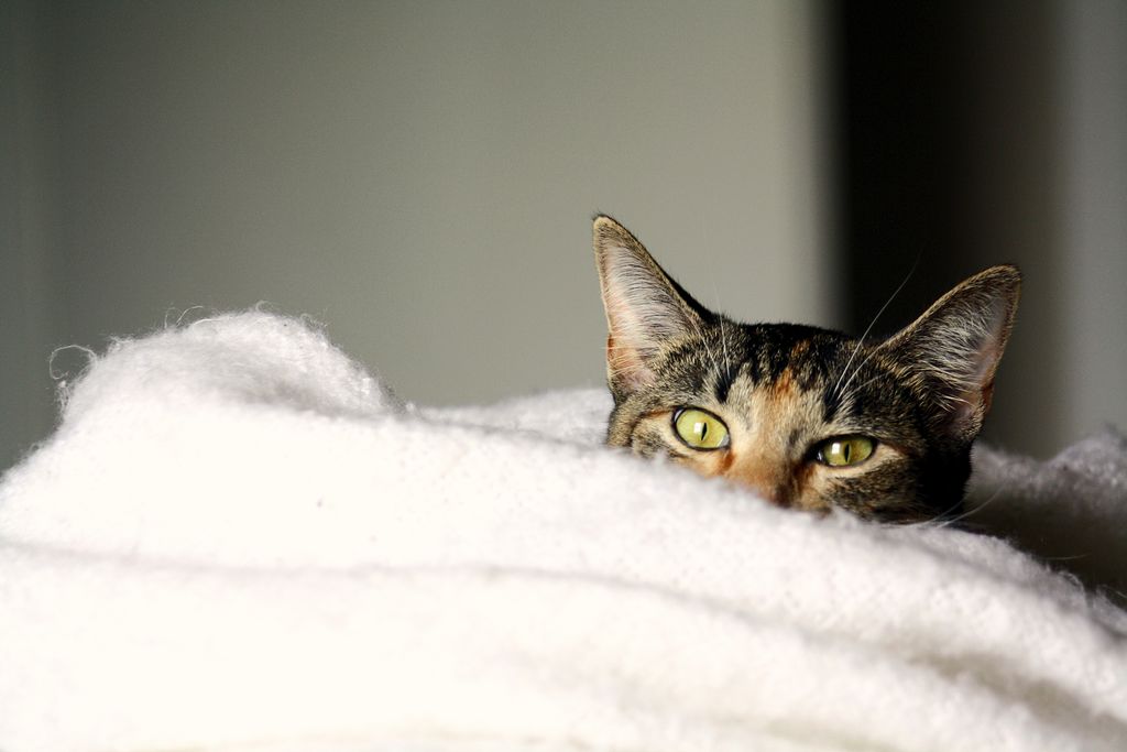 Cute domestic cat peeks from a soft white blanket indoors, showcasing its curious eyes.